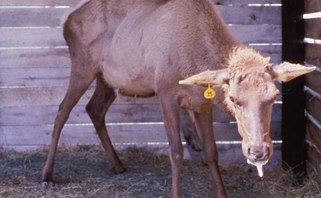 Uapiti o ciervo canadiense enfermo de caquexia crónica