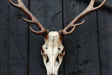 Cráneo de ciervo exhibido en una pared de madera negra como portada de: Ciervos zombis y la prensa del terror