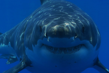 Gran tiburón blanco en las costas de Sudáfrica